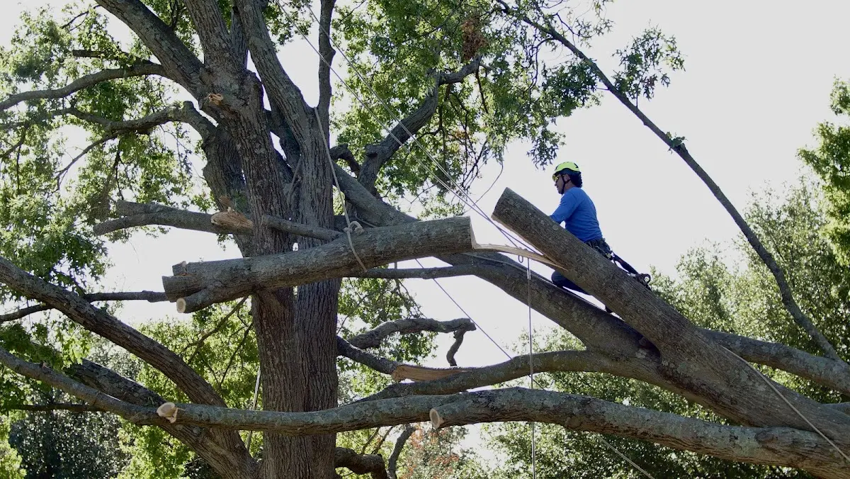 Professional Hazardous Tree Removal performed by certified arborists in Elon
